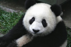 giant_panda_bear_face.jpg