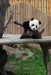 9543493-baby-panda-bear-playing-in-madrid-zoo